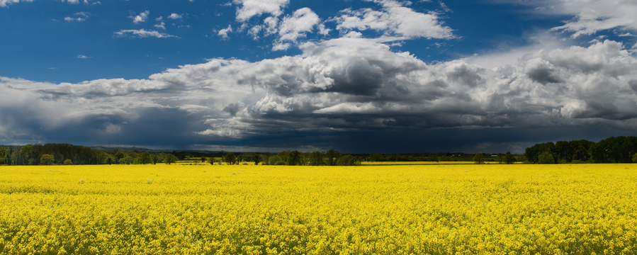A field of rapeseed near Badbury Hill, Little Coxwell, Oxfordshire.