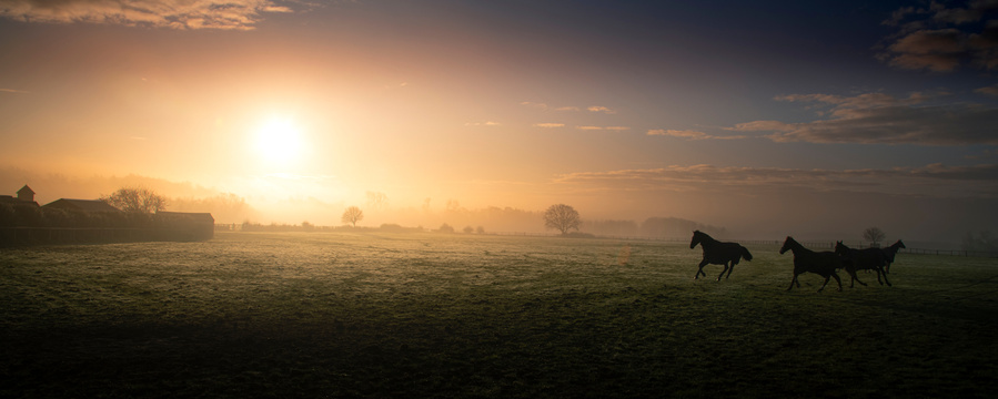 Horses in the sunrise mist, Little Coxwell, Oxfordshire.