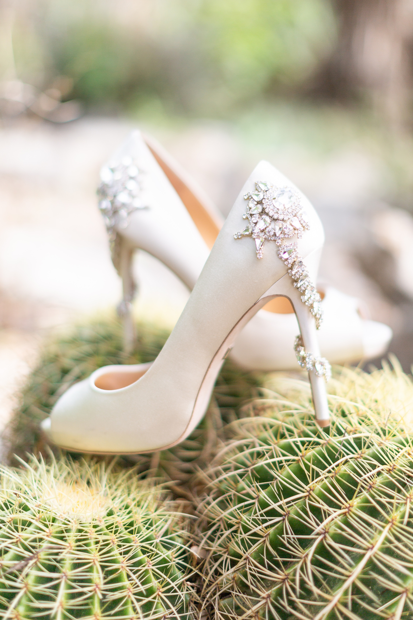 wedding shoes on a cactus at the Zilker Park in Austin