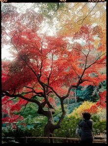 A colorful tree captured on medium format film is Tokyo Japan.

