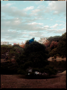 A Japanese park worker up in the tree trimming it. 