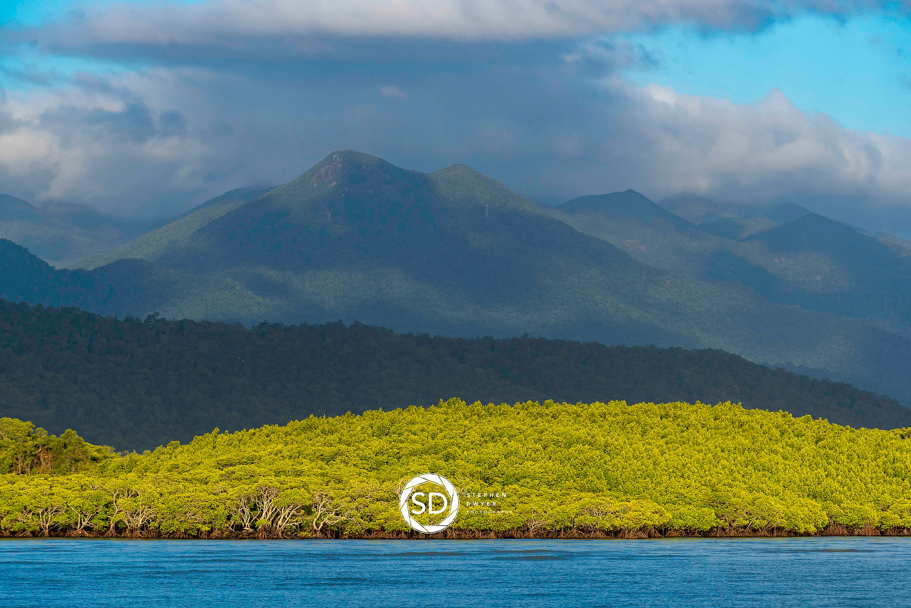 Port Douglas red mangroves FNQ QLD