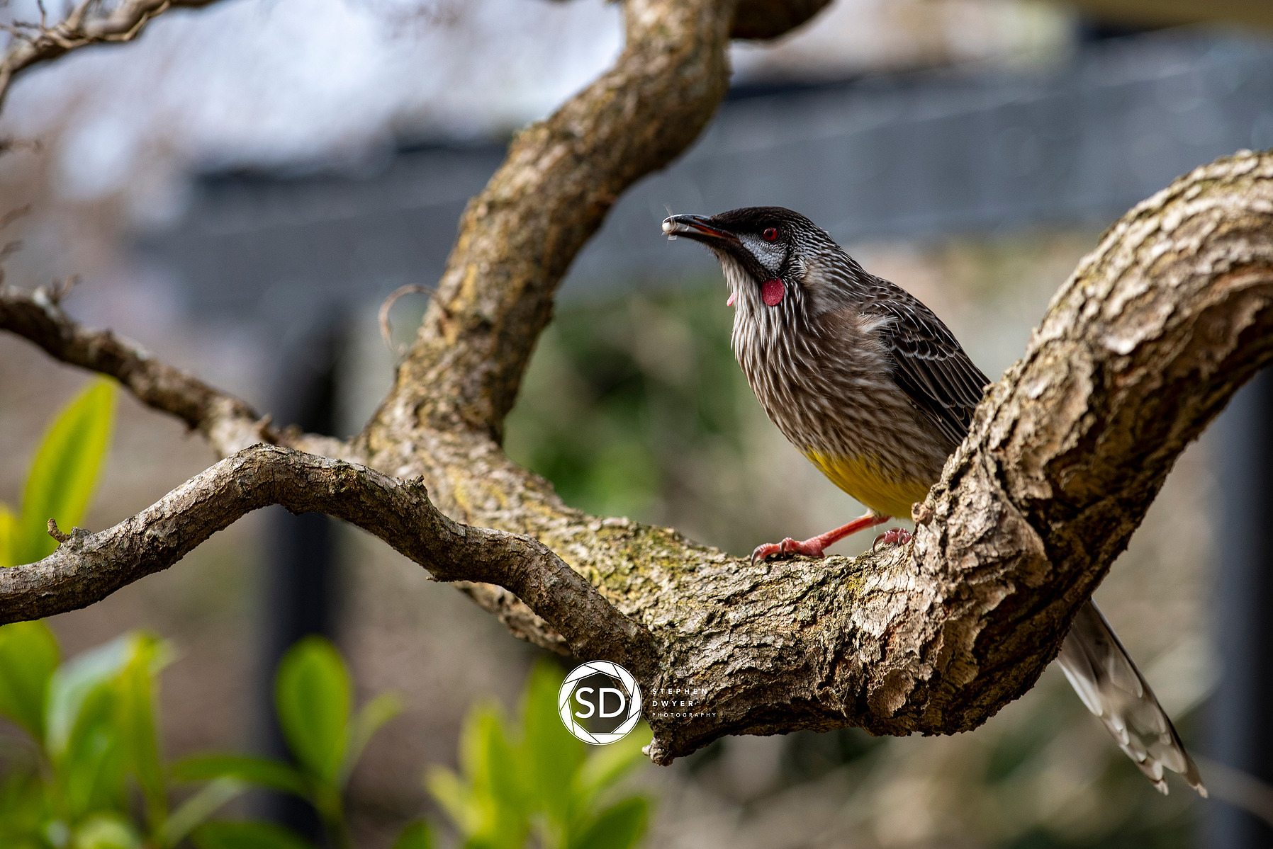 Australian native birds Red Wattlebird