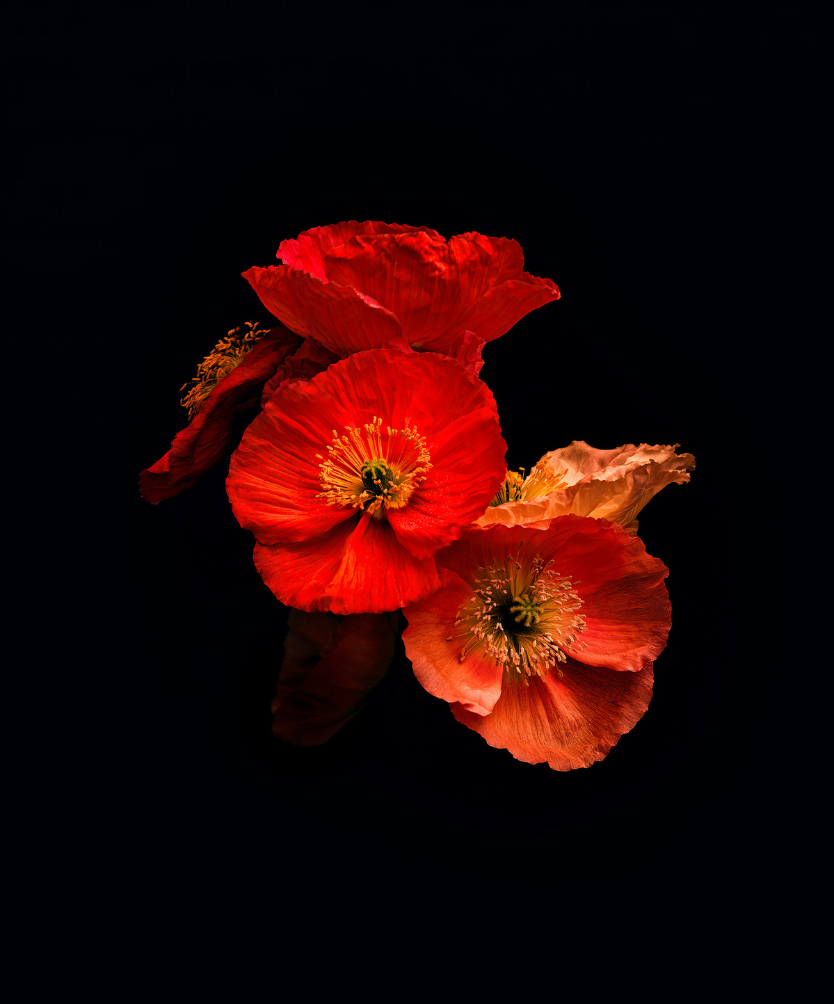 Spring poppies shot by Nigel Sloley photography in Wellington, New Zealand