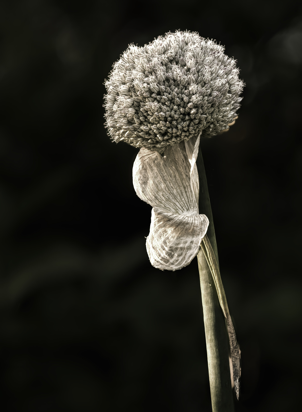 Leek flower shot by Nigel Sloley photography