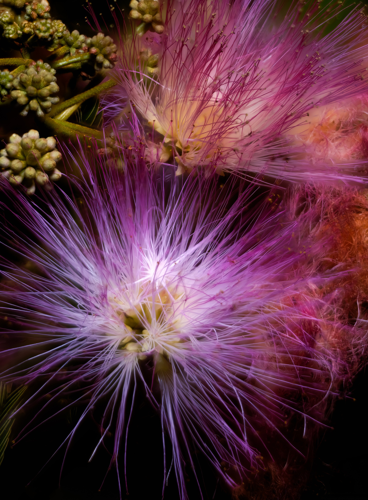 Silk tree blossoms shot by Nigel Sloley photography