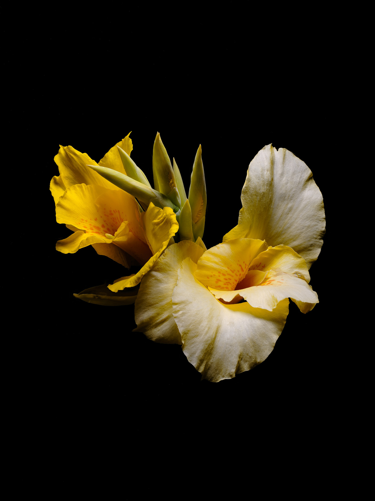 Lemon and white lily shot by Nigel Sloley photography