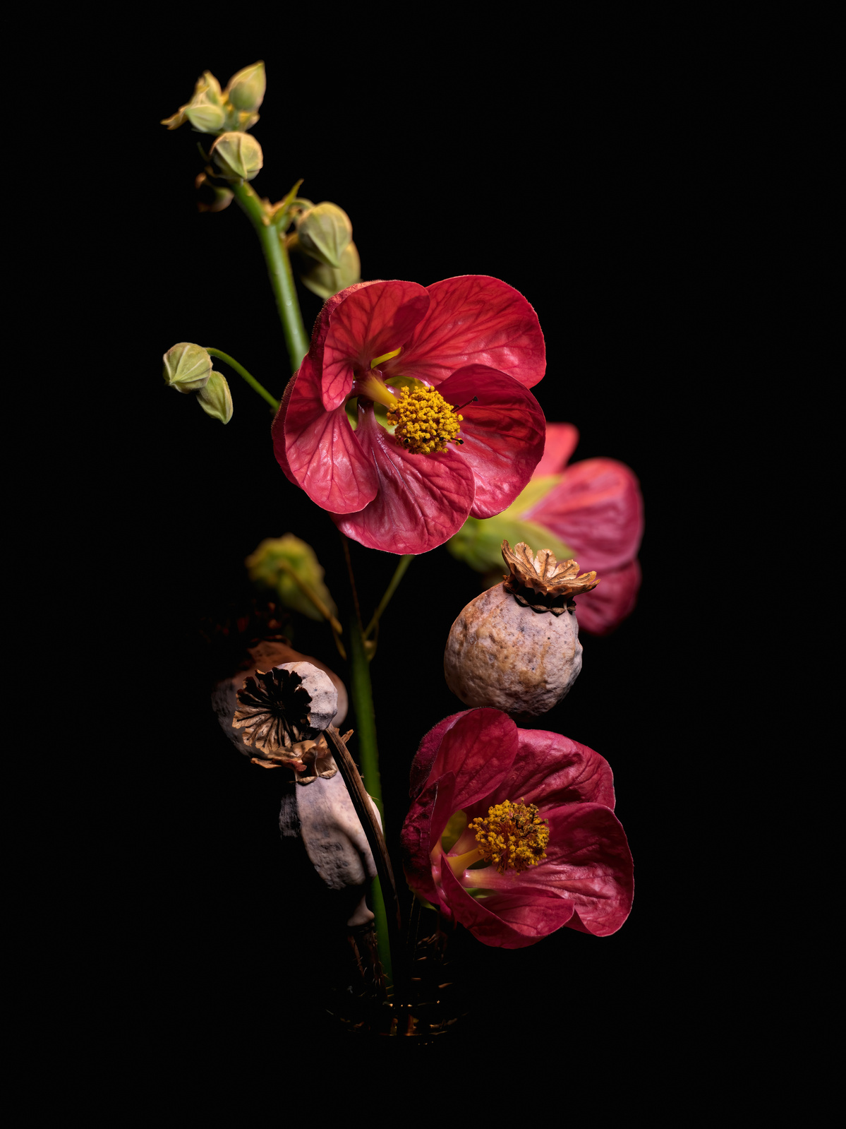 Red poppies shot by Nigel Sloley photography