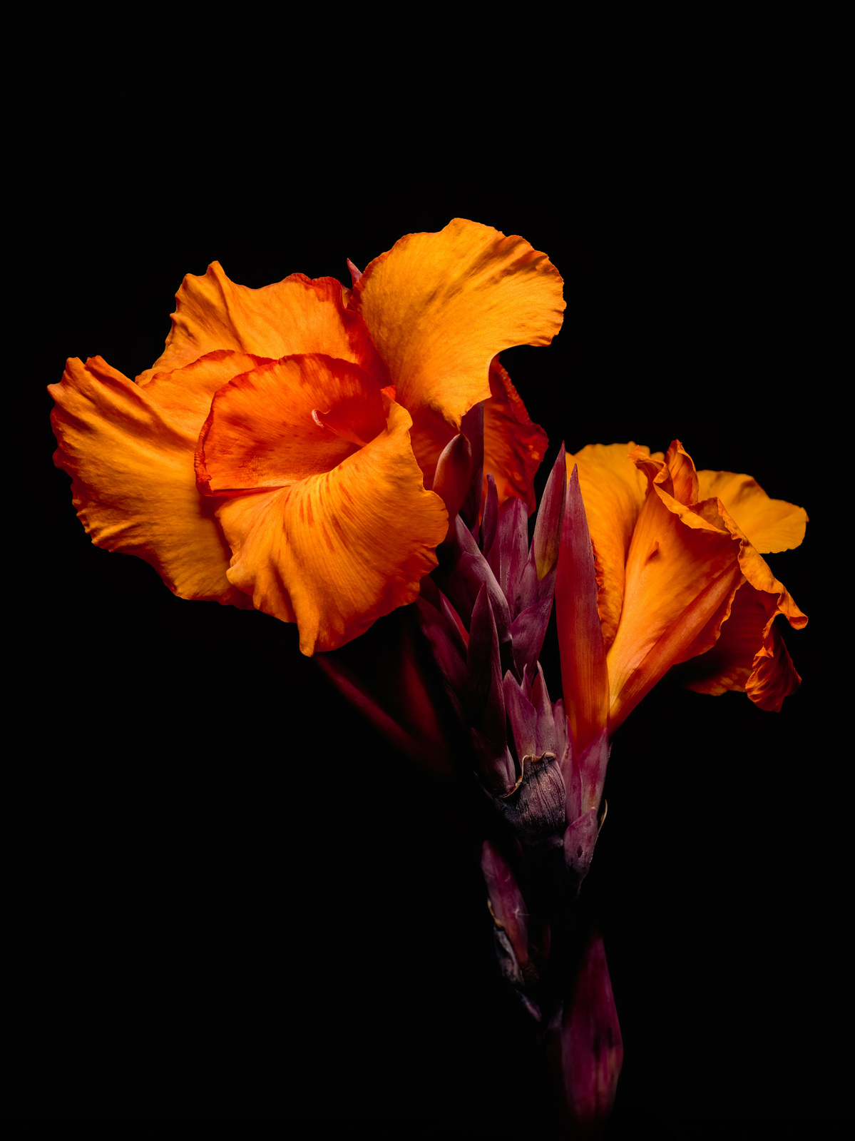 Orange lily shot by Nigel Sloley photography in Wellington, New Zealand