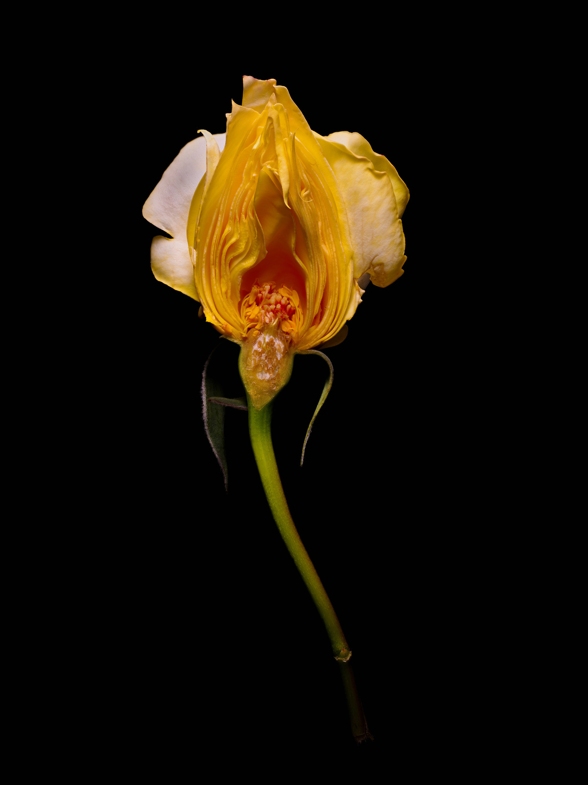 Half a yellow rose shot by Nigel Sloley photography in Wellington, New Zealand