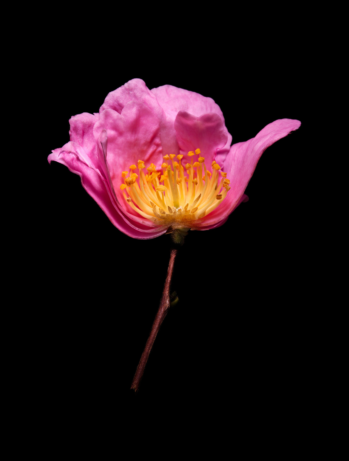 Half a pink camellia shot by Nigel Sloley photography