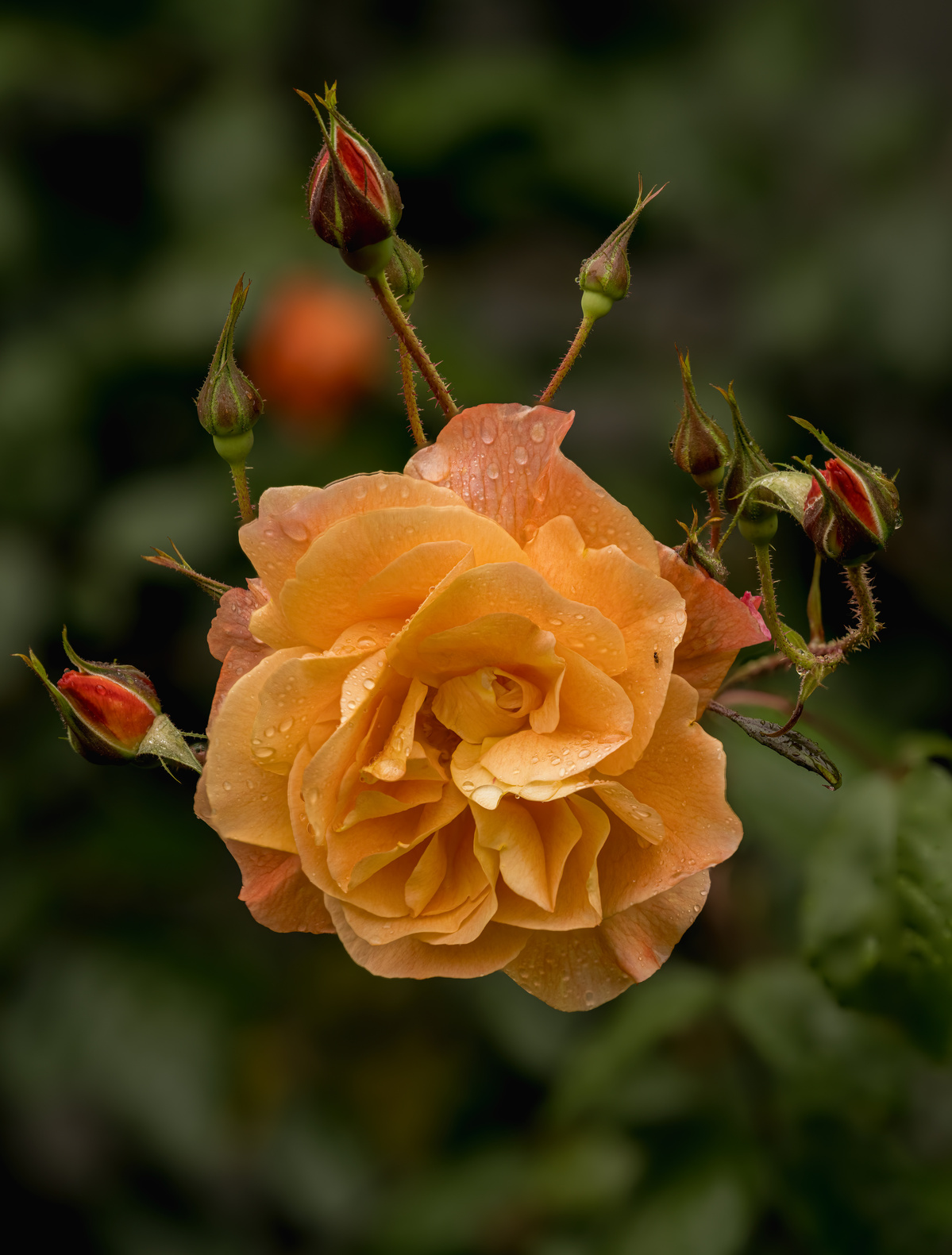 Yellow rose bloom shot by Nigel Sloley photography