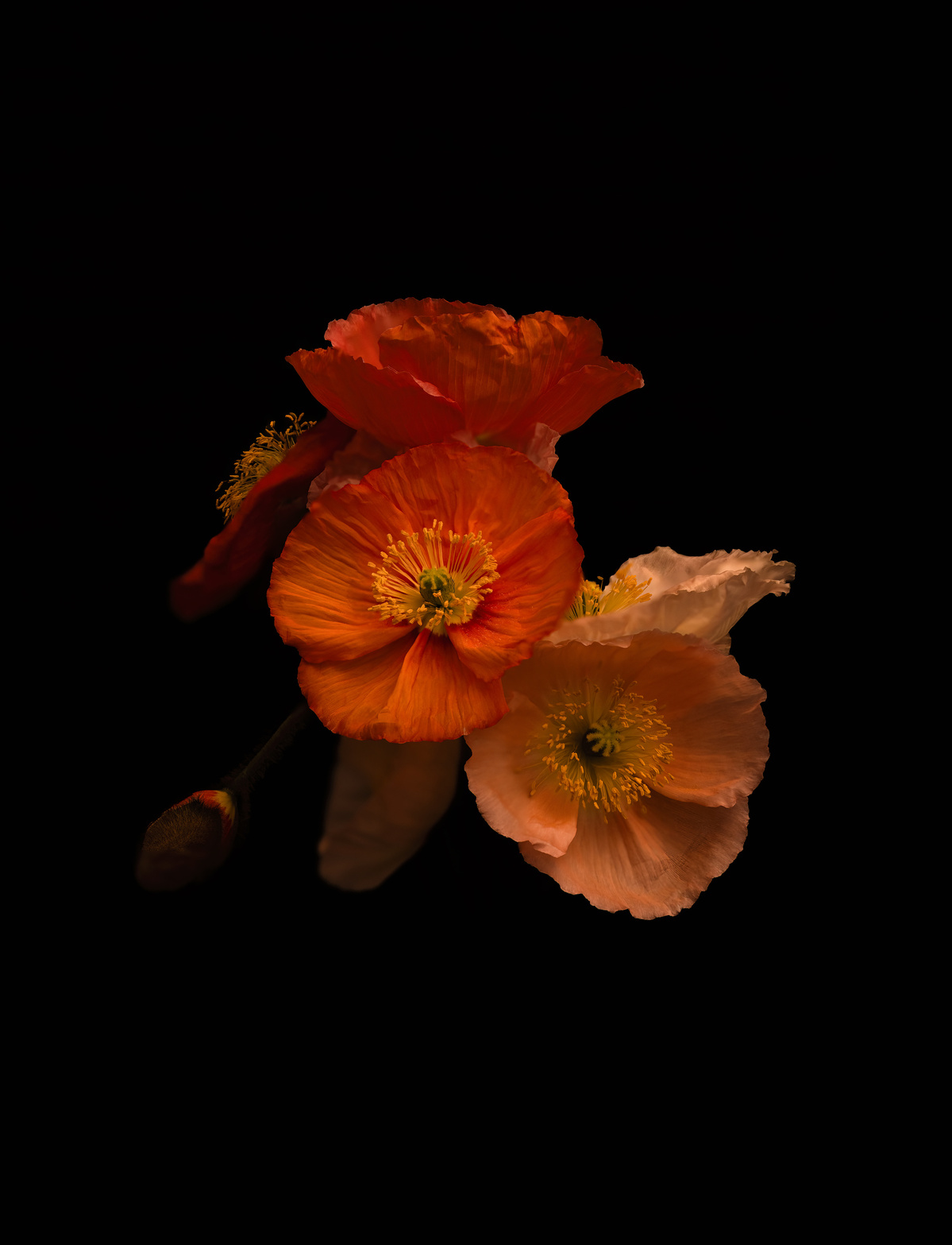 Orange and pink poppies shot by Nigel Sloley photography