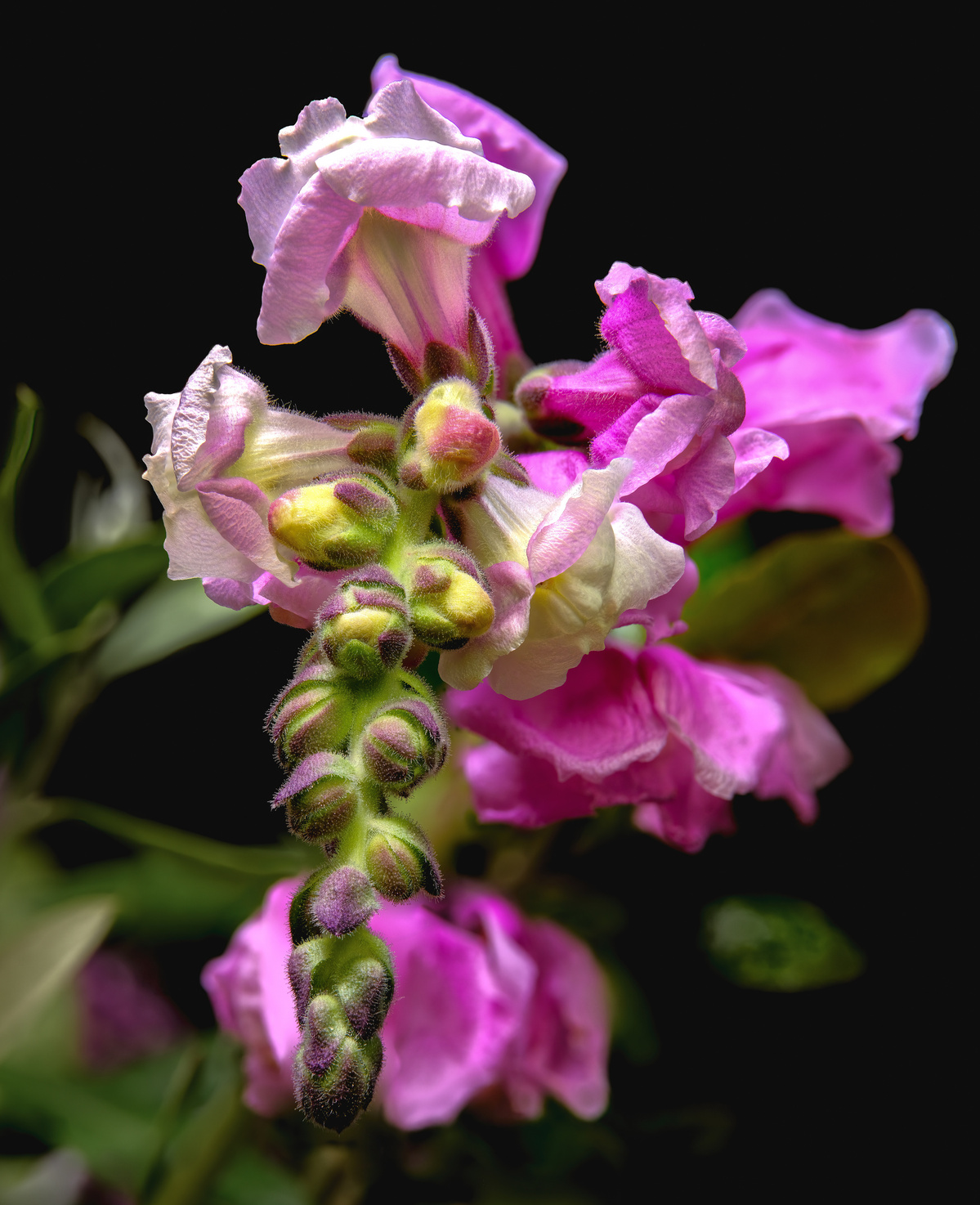 Beautiful pink snap dragon flowers and buds shot by Nigel Sloley photography