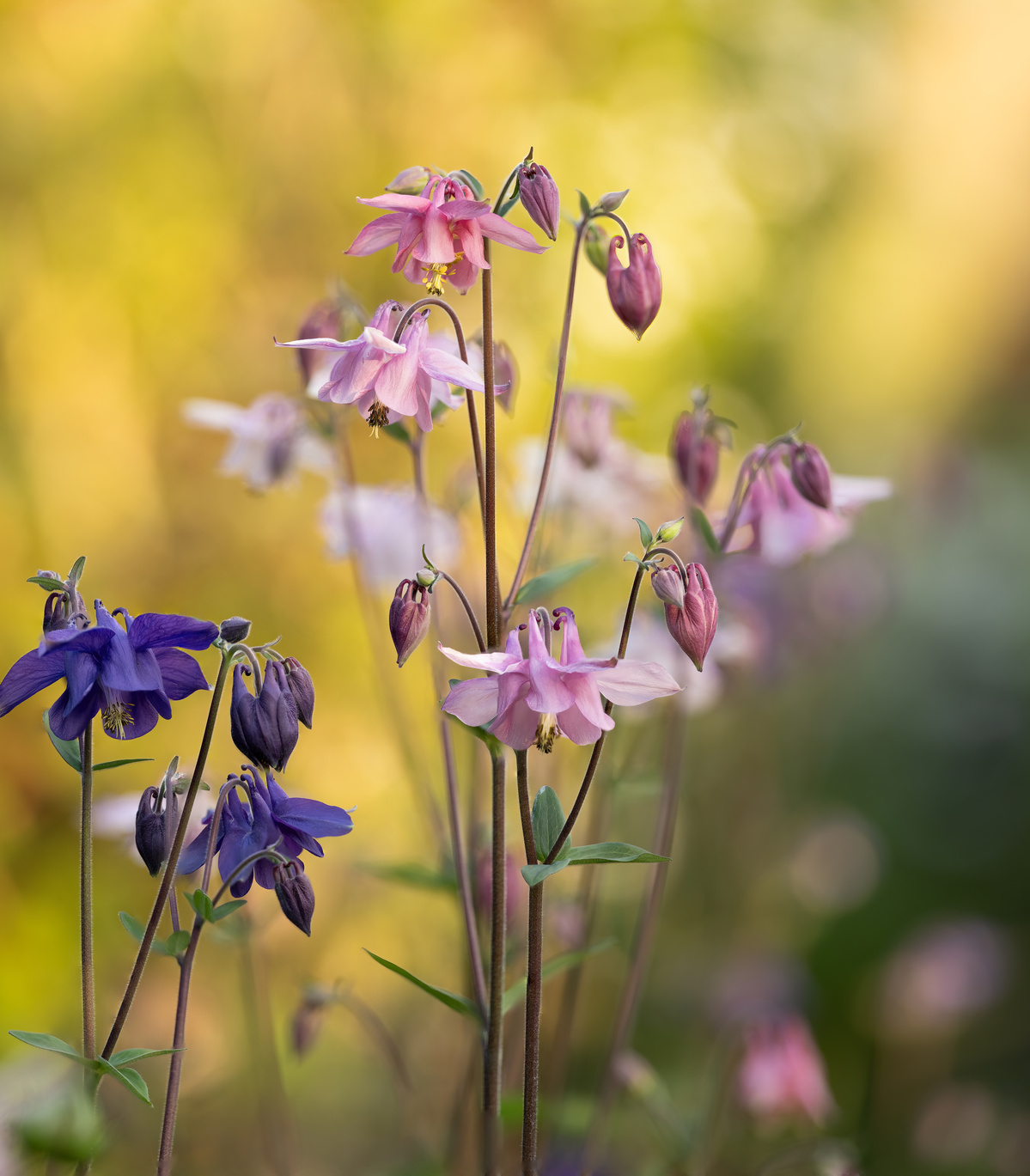 Wild flower blooms shot by Nigel Sloley photography