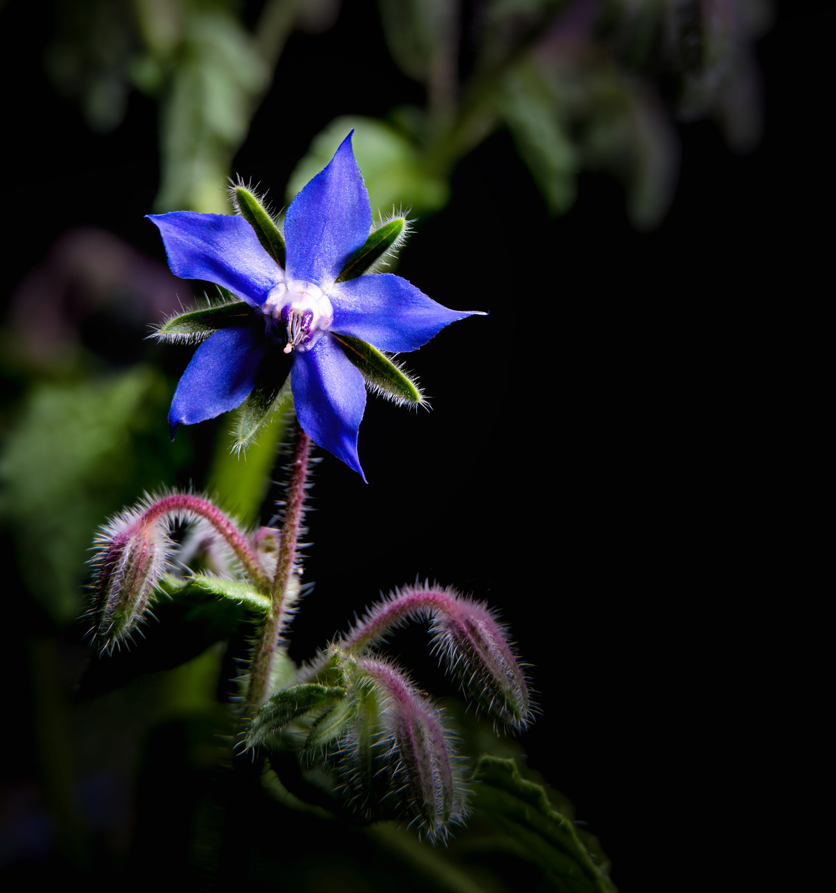 Blue wild borage shot by Nigel Sloley photography