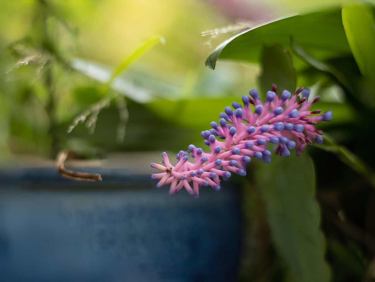 Purple succulent shot by Nigel Sloley photography