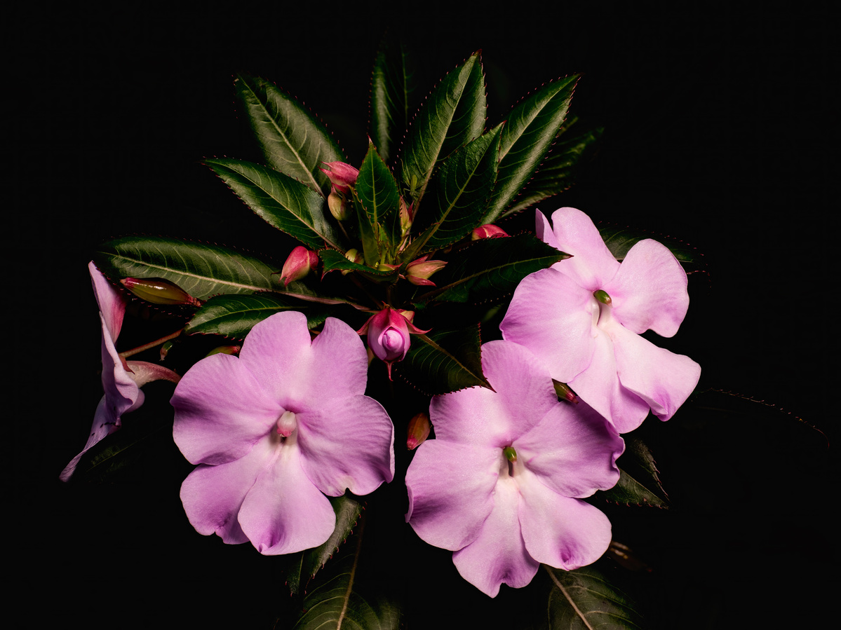 Pink blooms shot by Nigel Sloley photography