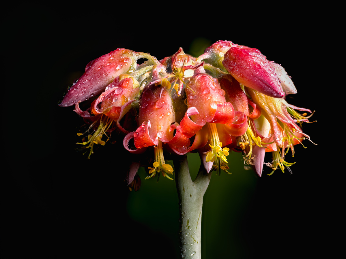 Succulent shot by Nigel Sloley photography