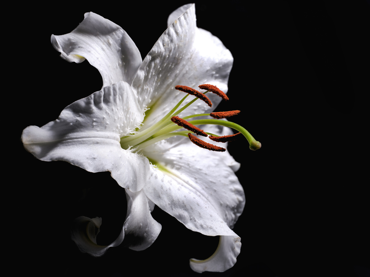 White lily shot by Nigel Sloley photography