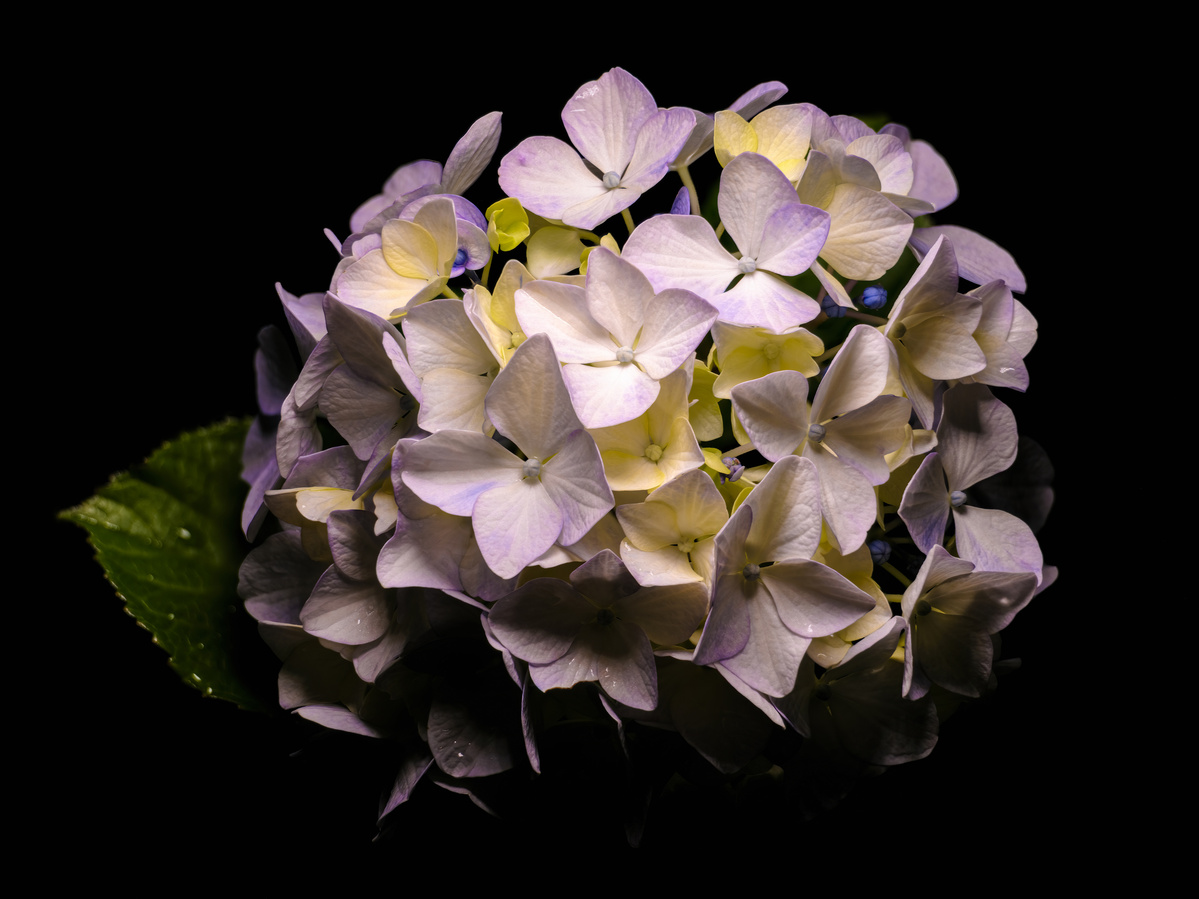Creamy white and pink hydrangea shot by Nigel Sloley photography
