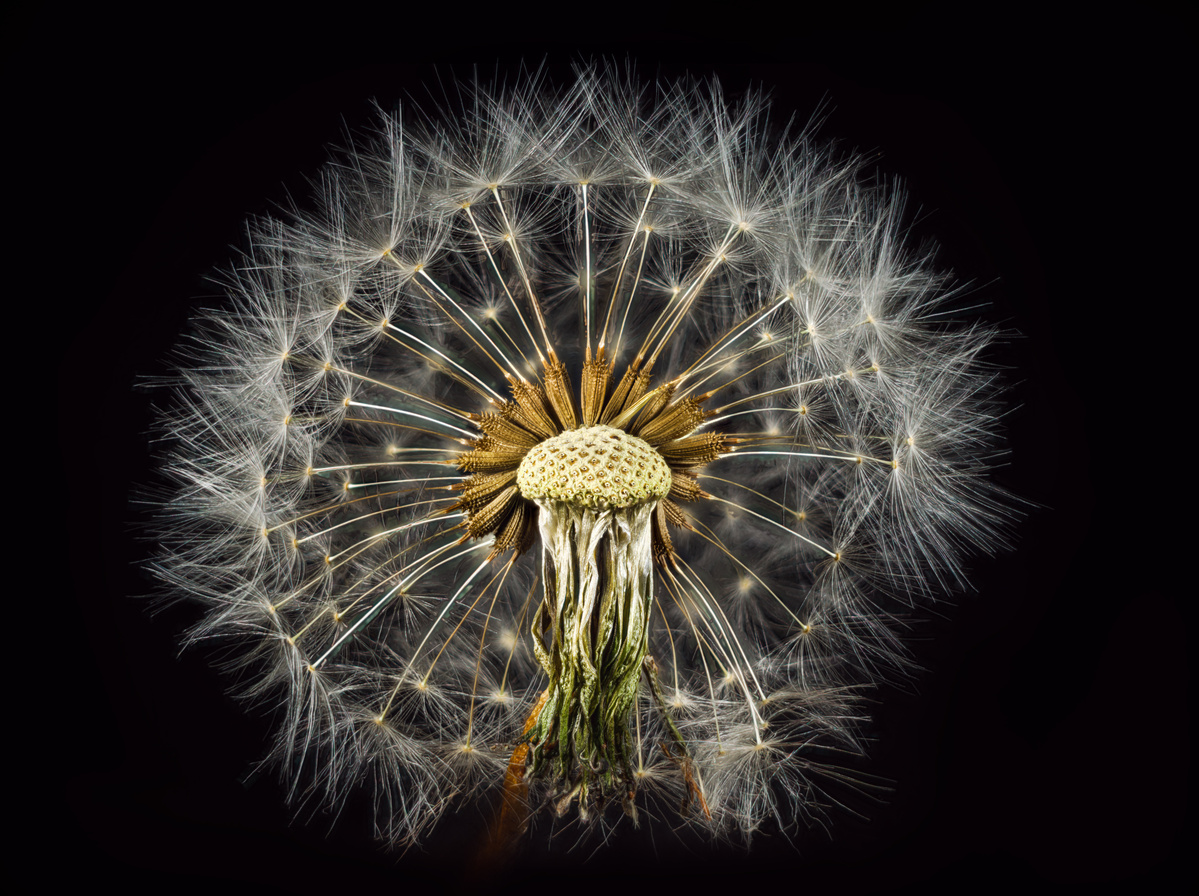 Macro image of dried dandelion with only half seeds showing. Picture shot by Nigel Sloley photography Wellington, New Zealand