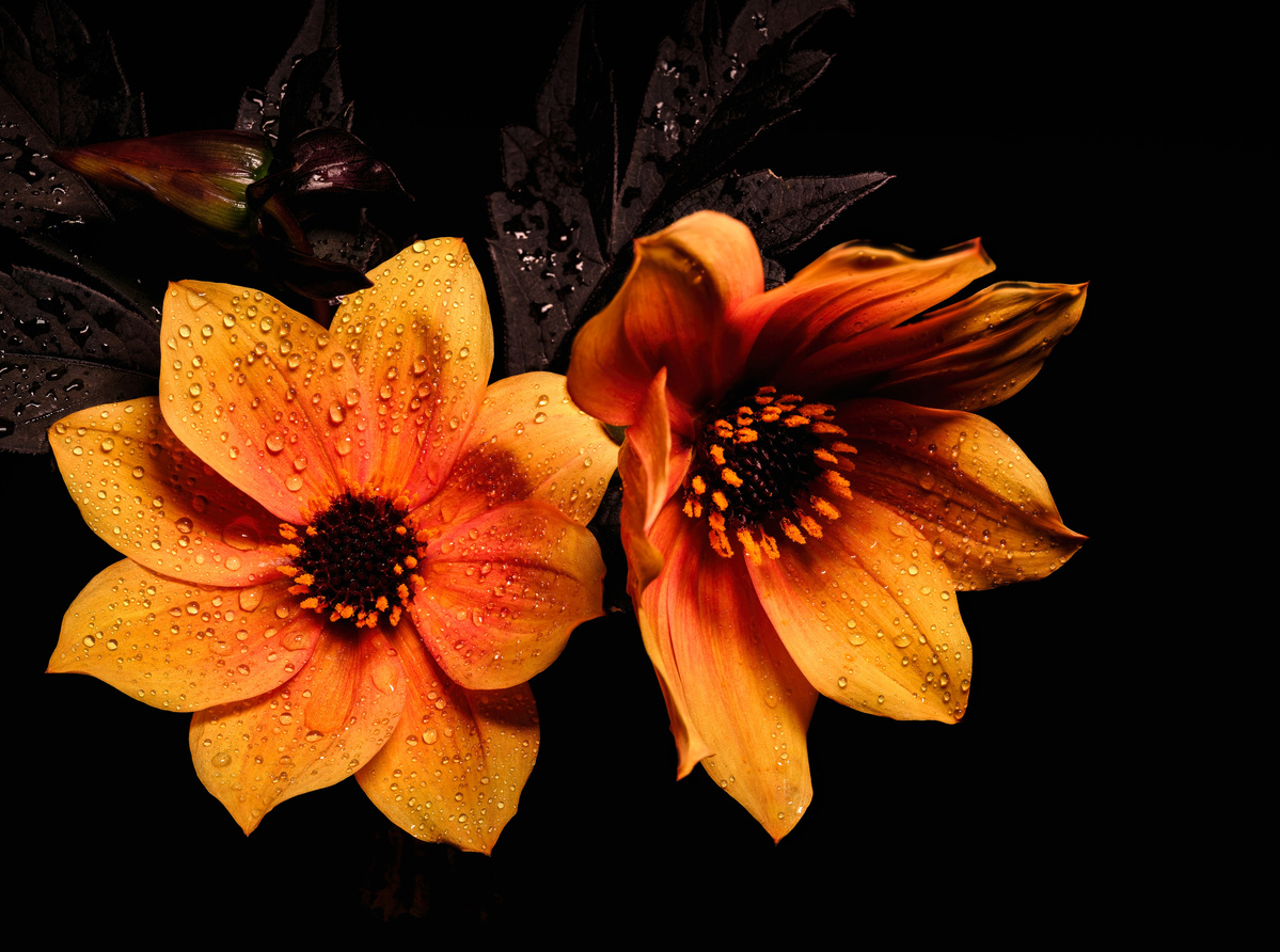 Orange blooms shot by Nigel Sloley photography