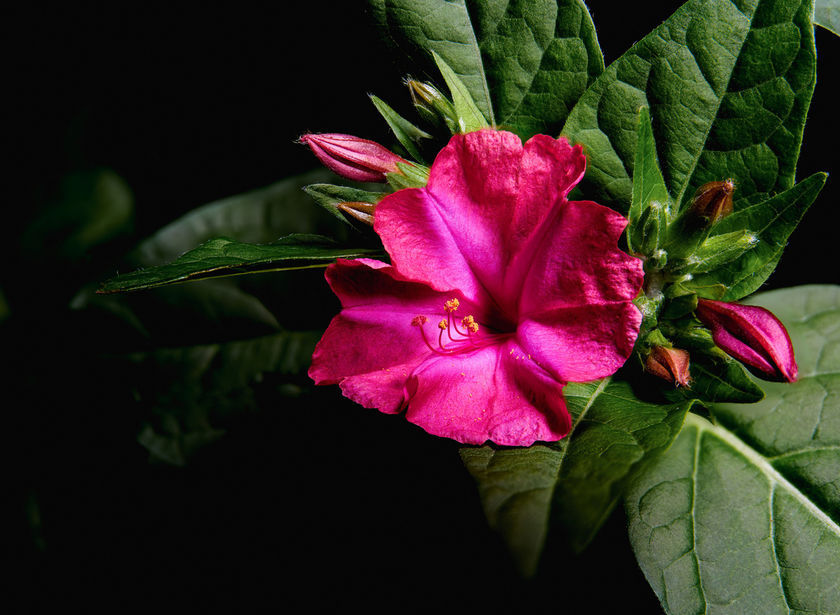 Pink blooms shot by Nigel Sloley photography