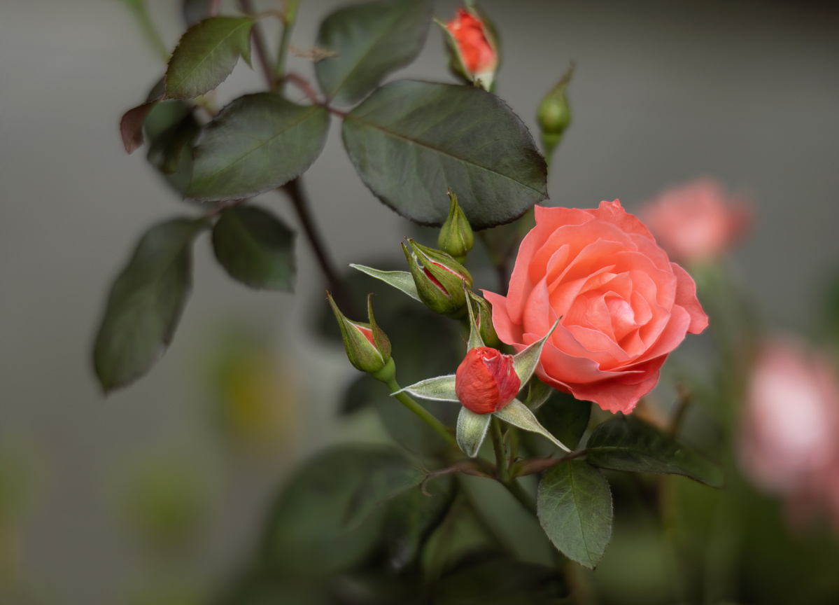 Pink roses shot by Nigel Sloley photography