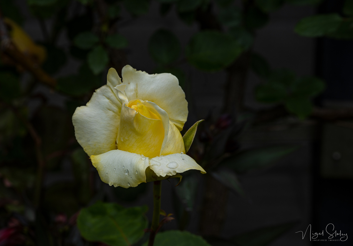 Lemon and white rose shot by Nigel Sloley photography