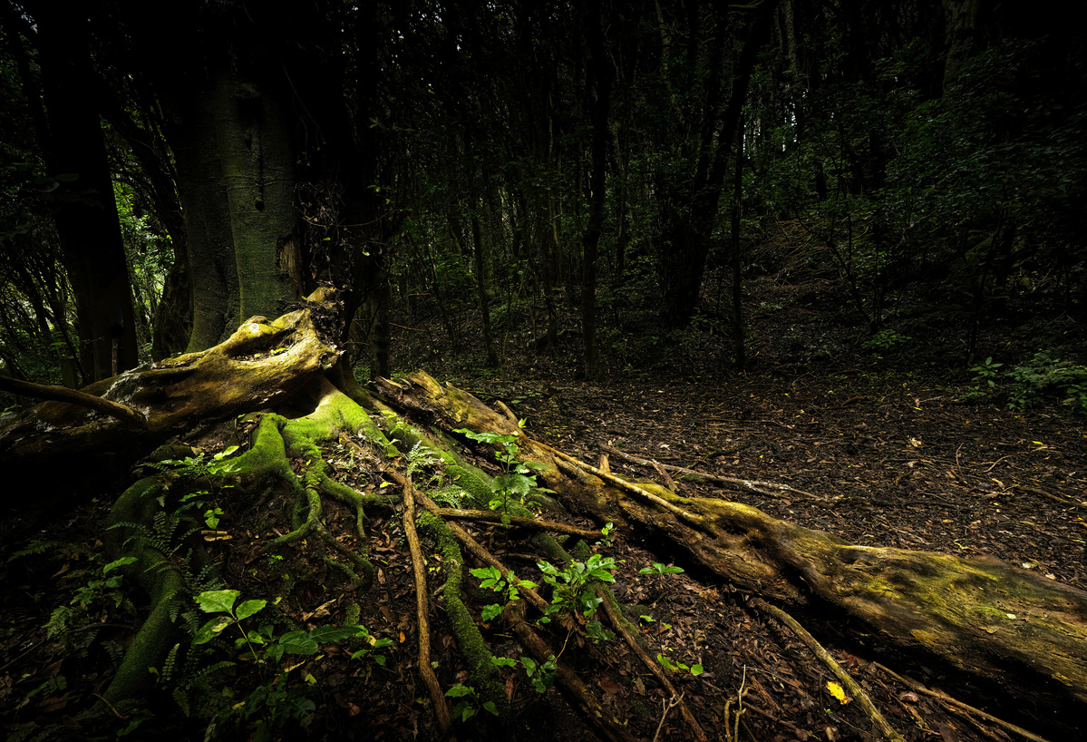 Wild forest tree covered in moss shot by Nigel Sloley photography