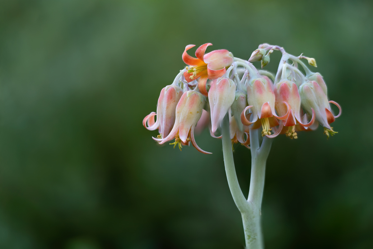Succulent shot by Nigel Sloley photography