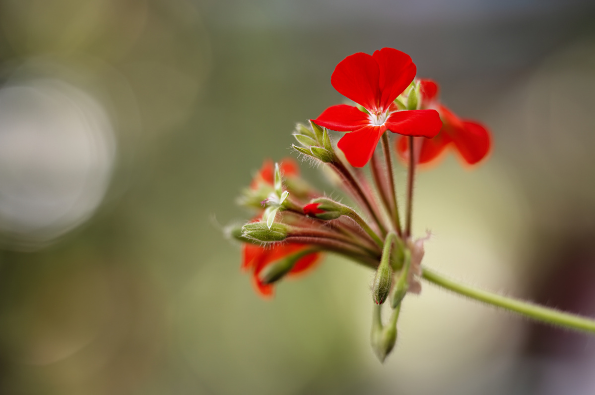 Red geranium flowers Lemon shot by Nigel Sloley photography