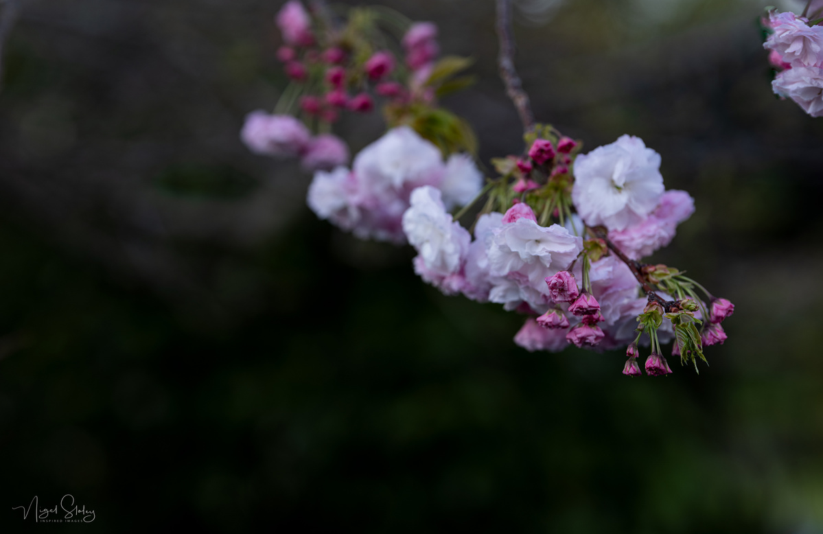 Japanese spring cherry blossom