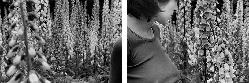 Foxgloves I, 2002, by Lucia Rossi