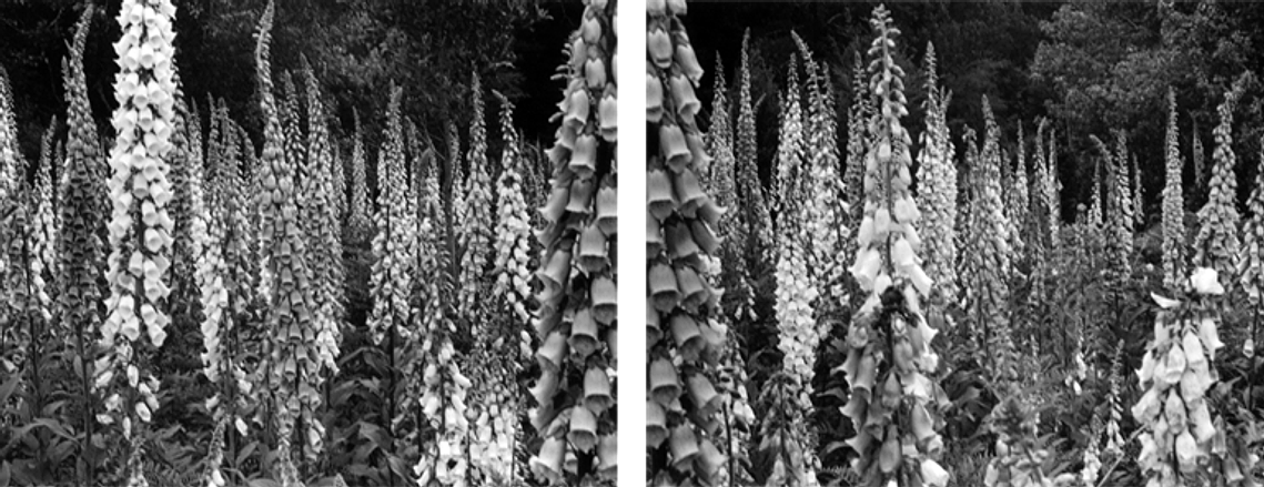 Foxgloves II, 2002, by Lucia Rossi