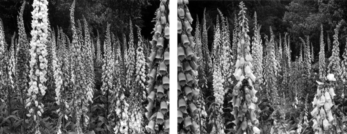 Foxgloves II, 2002, by Lucia Rossi