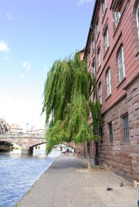 A lush green tree, grown at the side of a building shot by Ashish Gurbani best fashion photographer based in Mumbai India.
