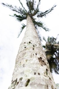 A beachside tree captured from just below it by Ashish Gurbani leading travel photographer based in Mumbai India.