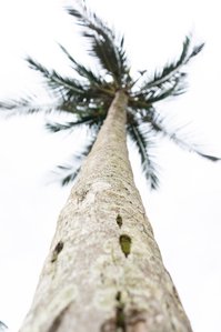 Portrait shot of the trunk of a tree shot by Ashish Gurbani top travel photographer based in Mumbai India.