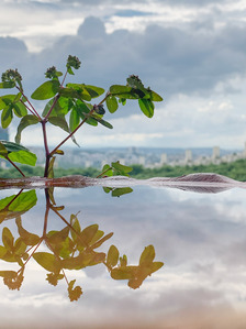 a concept quarantine photoshoot during lockdown of cloudy skies shot in close up with a water body reflecting a plant shot by leading advertising photographer ashish gurbani based in mumbai and pune india