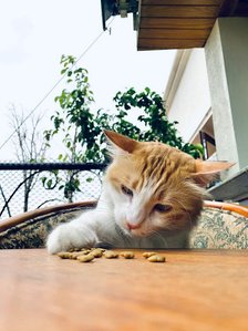 photograph of a cat sitting on a chair playing with food on a wooden table shot in an outdoor setting by top advertising photographer ashish gurbani based in Mumbai india