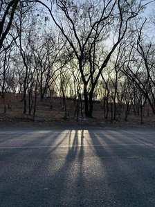 professional photograph taken in an outdoor setting of a road and trees with the sunset beaming through the trees shot by best portrait photographer ashish gurbani based in Mumbai india