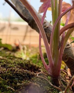a conceptual photograph from an ants point of view shot of  plant in an outdoor setting taken by best product photographer ashish gurbani based in Mumbai india