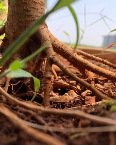 a close up marco shot of plants in a flower pot shot in an outdoor setup by top product photographer ashish gurbani based in Mumbai india