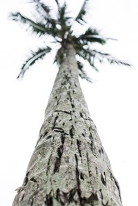 Portrait shot of the trunk of a tree shot by Ashish Gurbani best travel photographer based in Mumbai India.