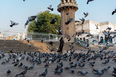Perfectly timed shot of a large number of pigeons eating crumbs thrown by tourists and flying off due to a disturbance shot by Ashish Gurbani best travel photographer based in Mumbai India.  