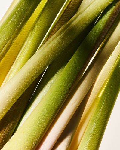 Close-up image of fresh lemongrass stems sprayed with water.