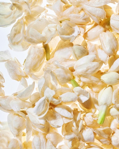 Close-up image of fresh white flower heads.
