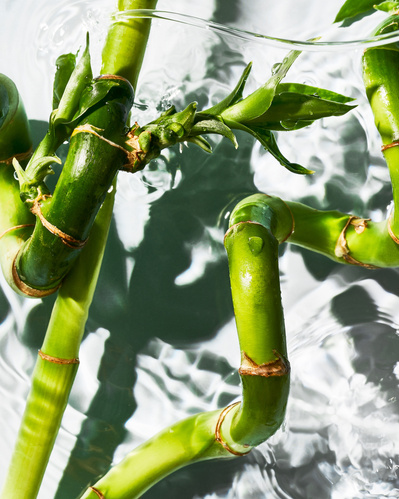 Close-up image of green bamboo stems in water.